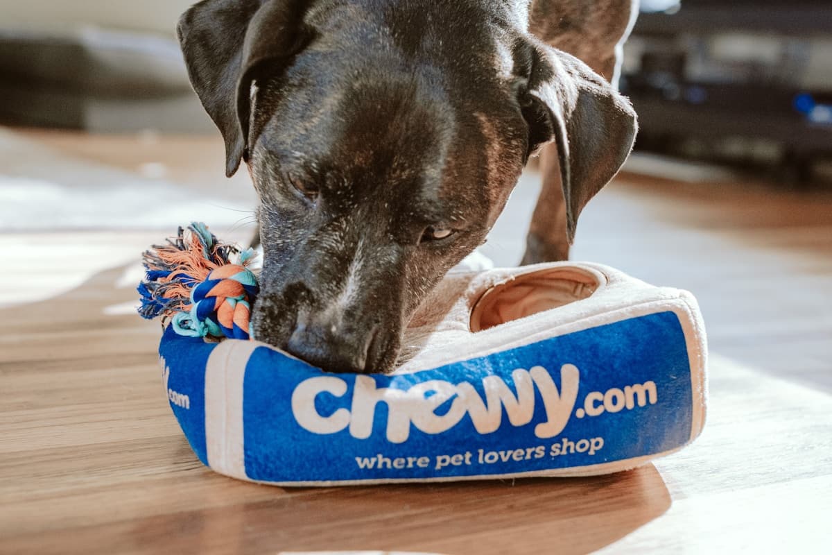 Augintinių viešbučiai ir apgyvendinimas